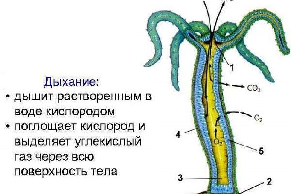 Кракен сайт даркнет официальный